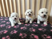 chłopcy -  6 tygodni